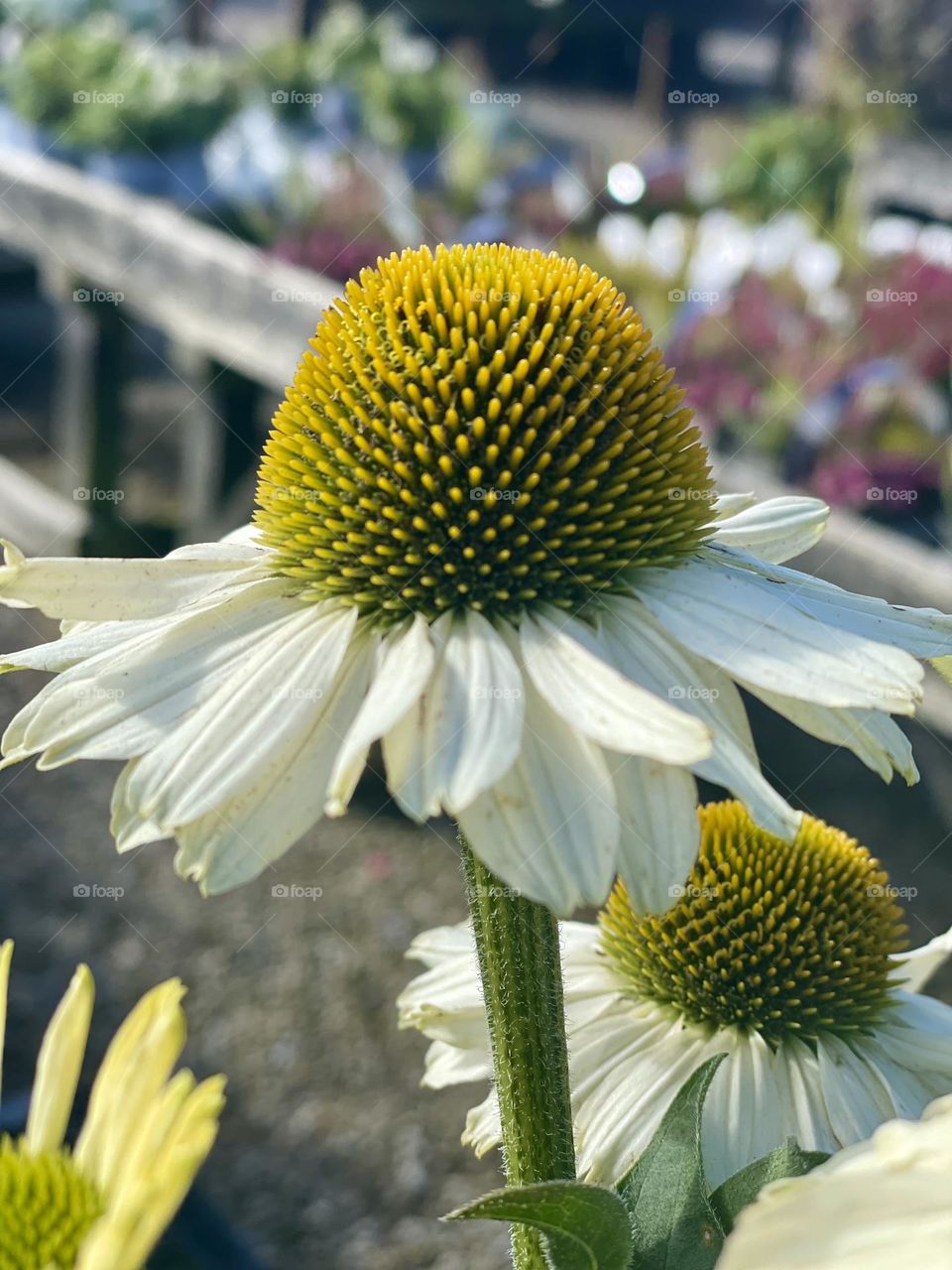 Just had to take a snap of this beautiful flower 🌼