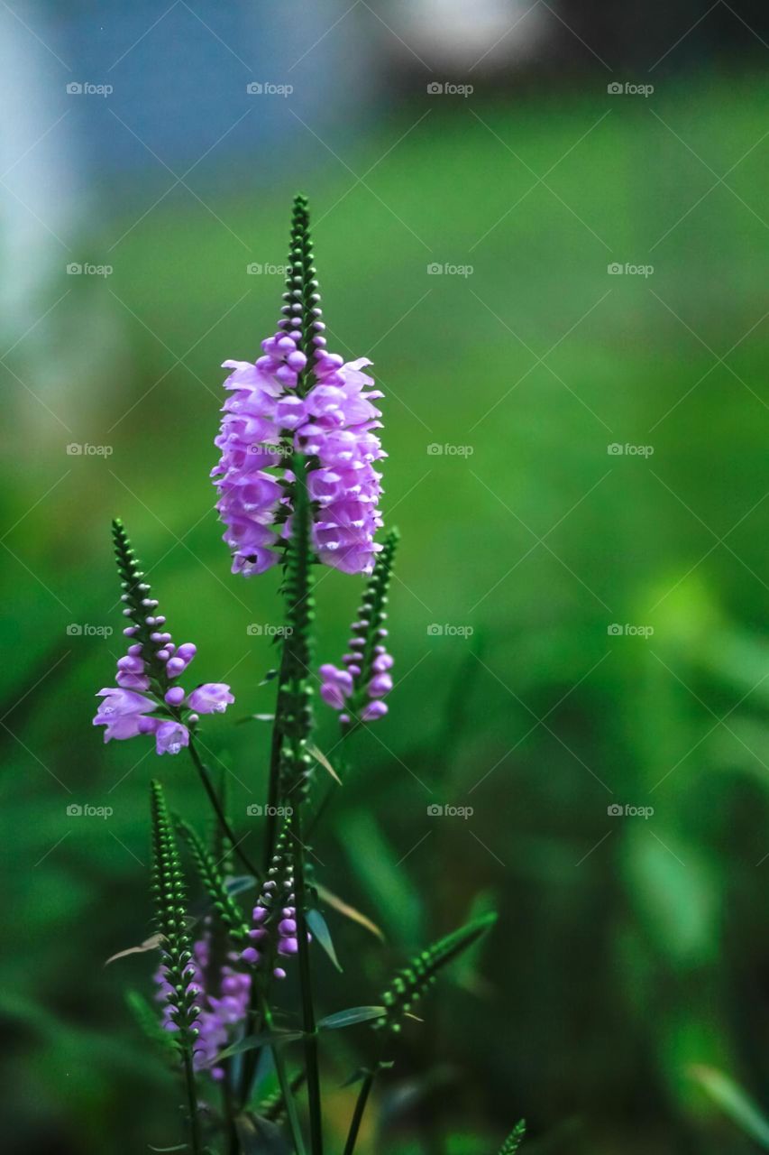 Pretty flowers from New England 