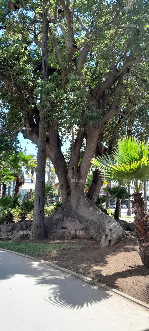 I realize that this tree is old a bit but some people love watering plants and so they do the same for the tree and taking care of her it look so beautiful than ever what do you thing?❤️🌳
