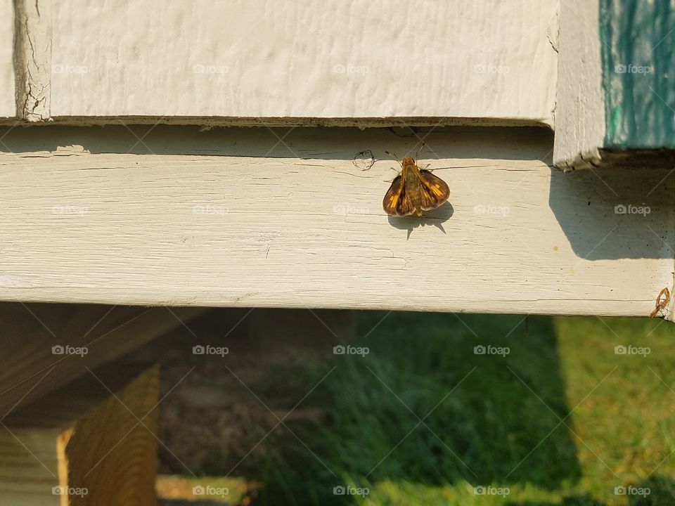 Bee, Insect, Wood, Fly, House