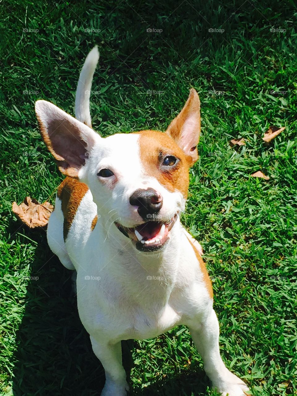 High angle view jack russell terrier dog