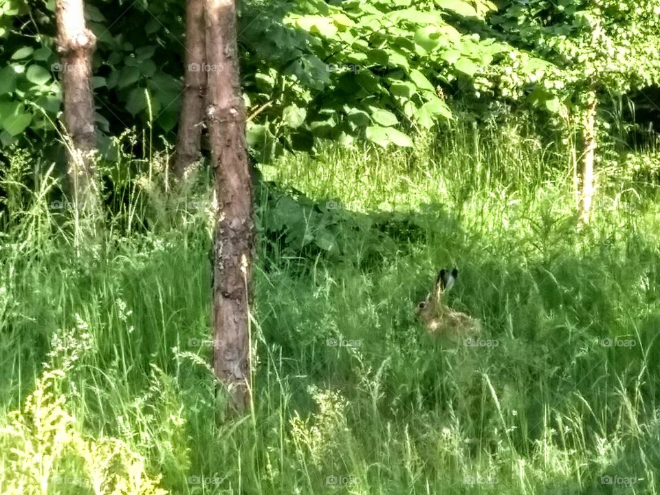 rabbit in the green grass wild nature summer time