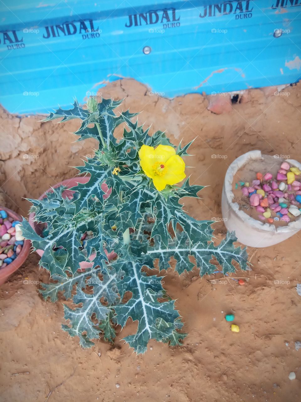 desert's plant