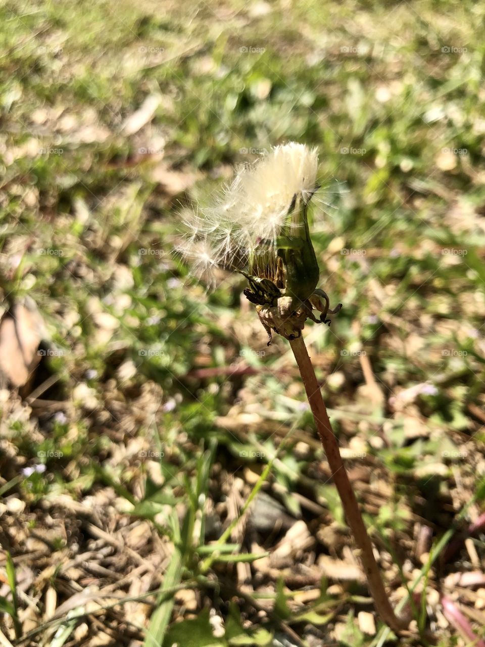 Springtime dandelion entering seed stage 