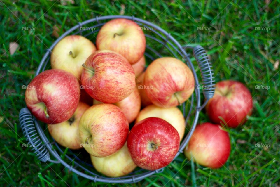 Fruits! - Apples in a wire basket on the grass