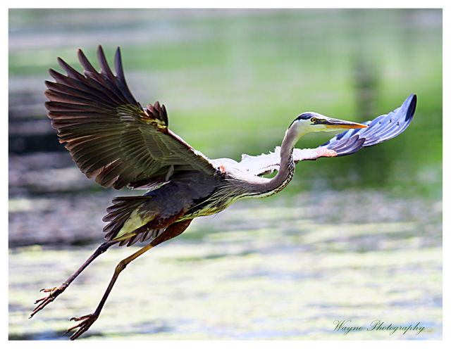 great blue heron