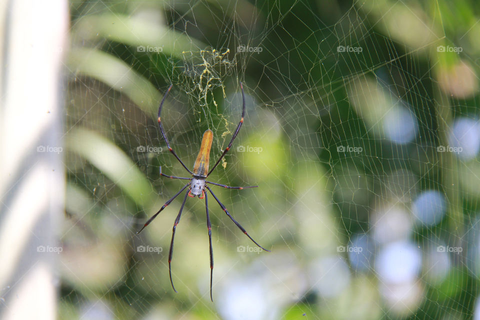 green yellow web spider by Ross.stuff