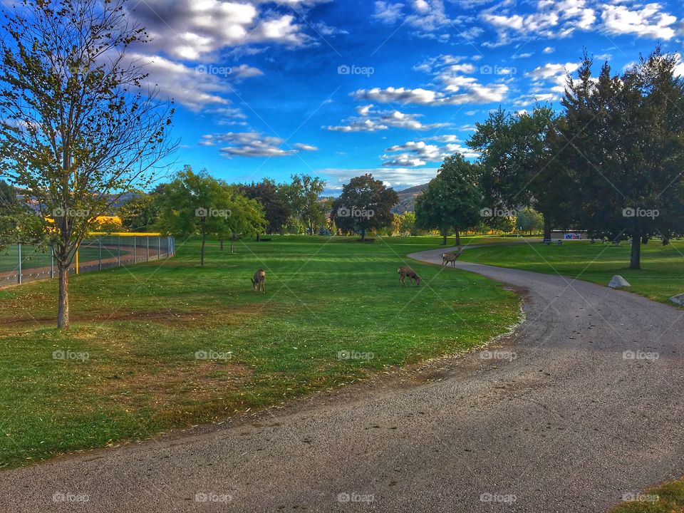 Beautiful park trail 