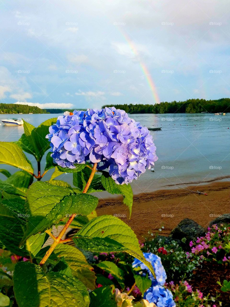 purple hydrangea with rainbow at sandy lake front