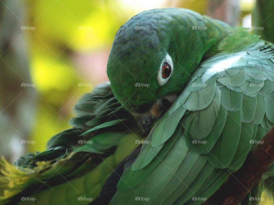 Amazon Green Parrot