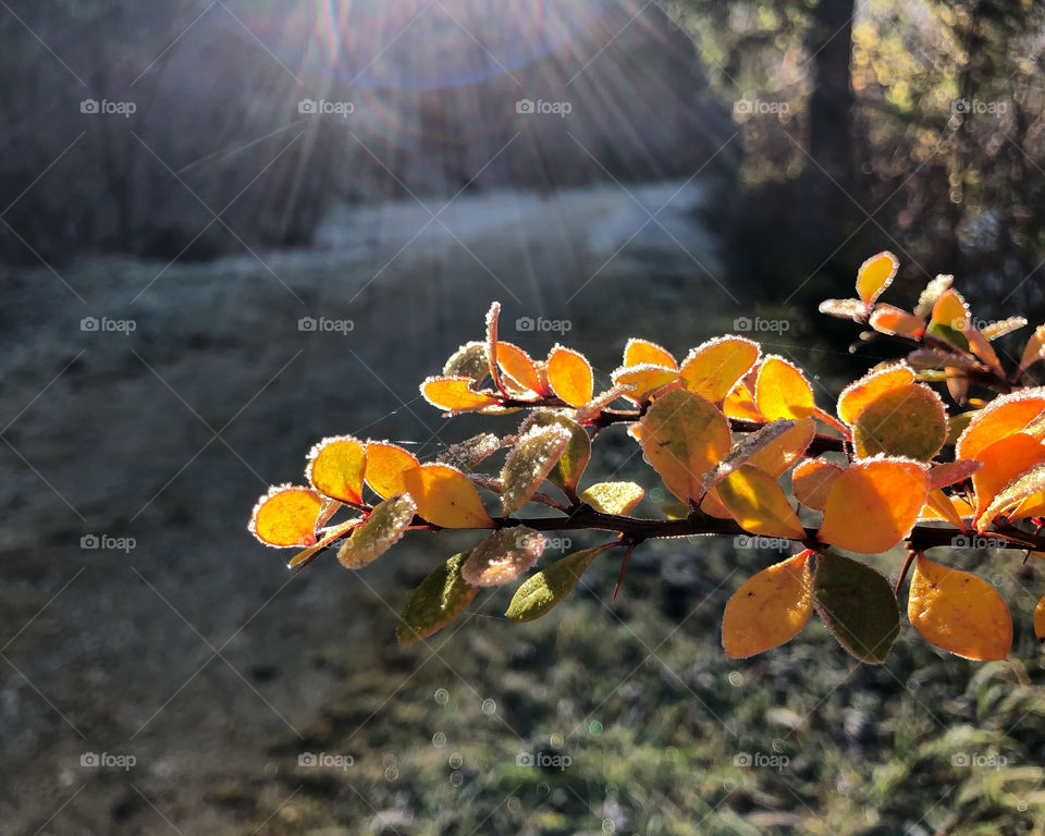 the shining branch