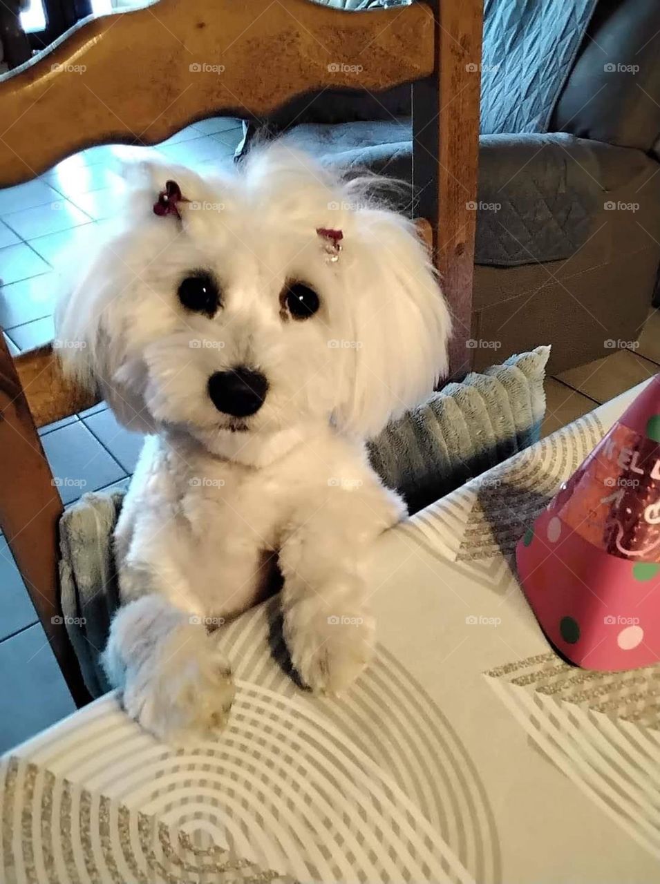 Bichon Maltese