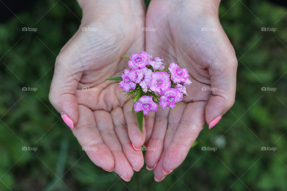 Hands holding a pink flower