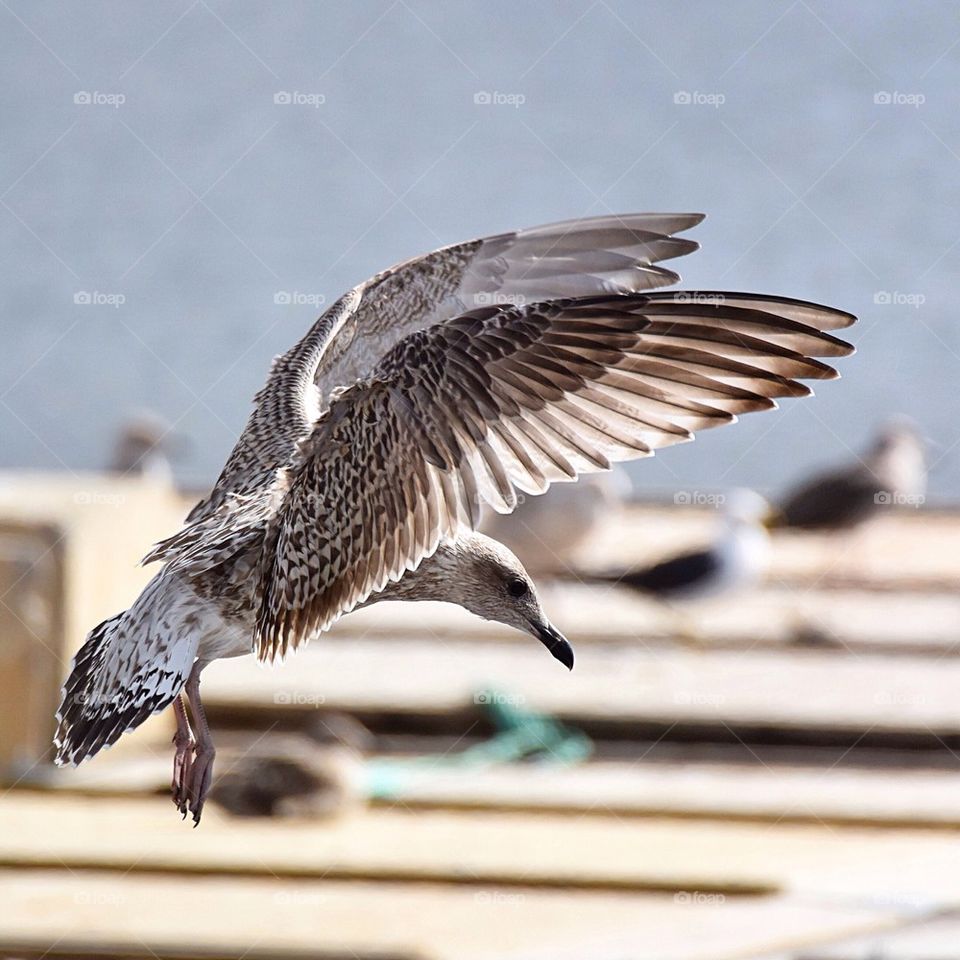 Seagull landing