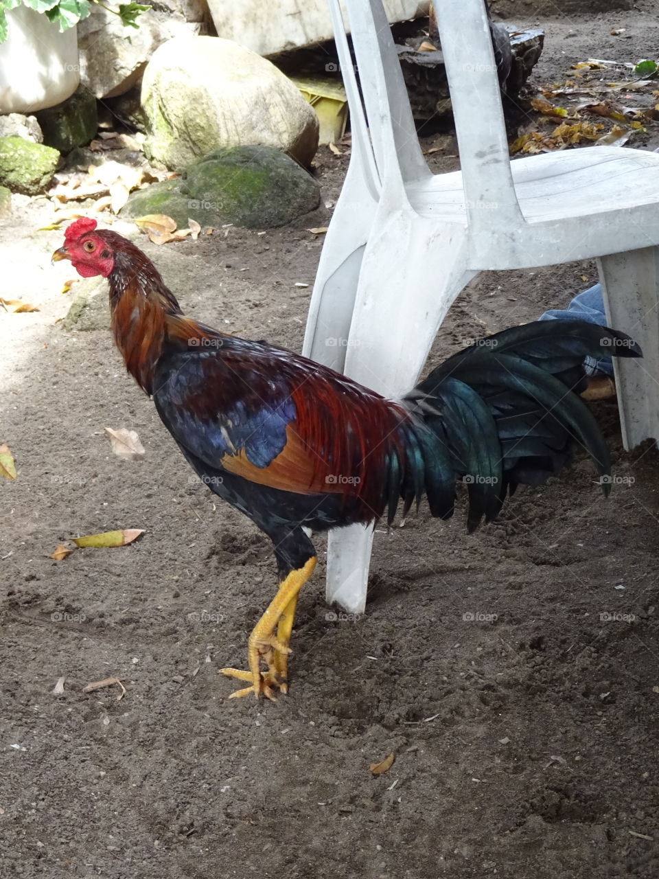 small town rooster