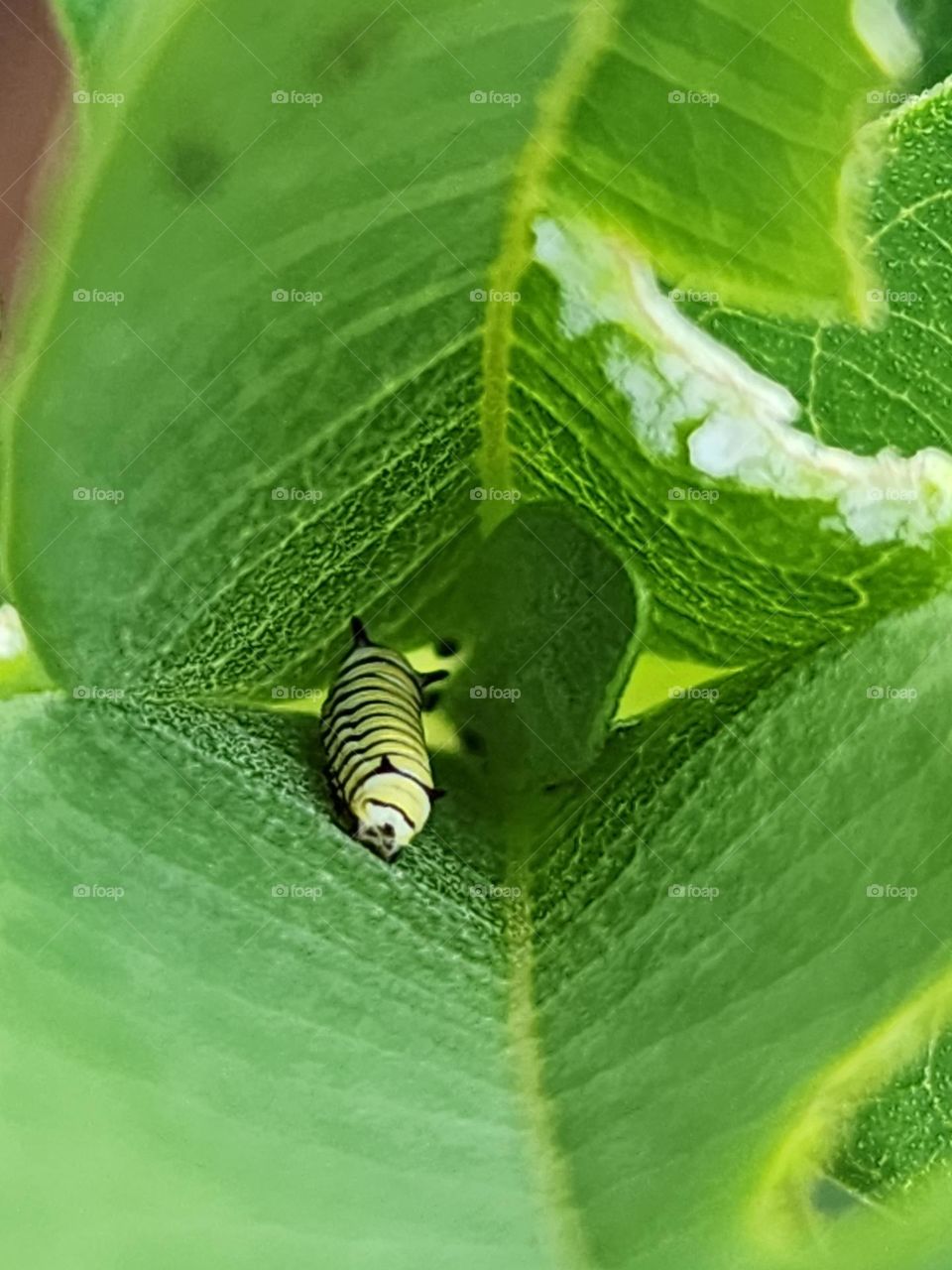 Monarch Catepillar
