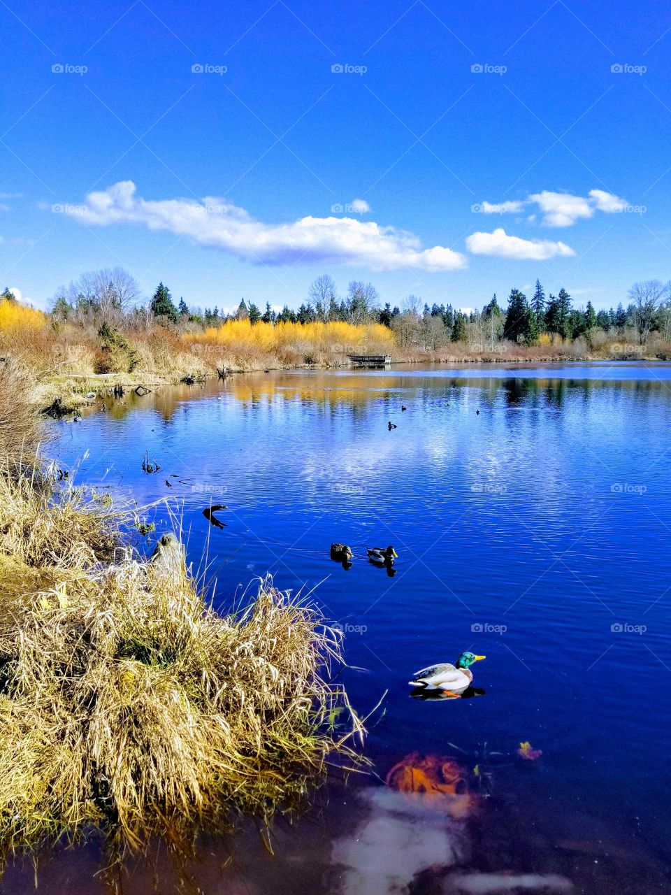 ducks on a pond in early spring