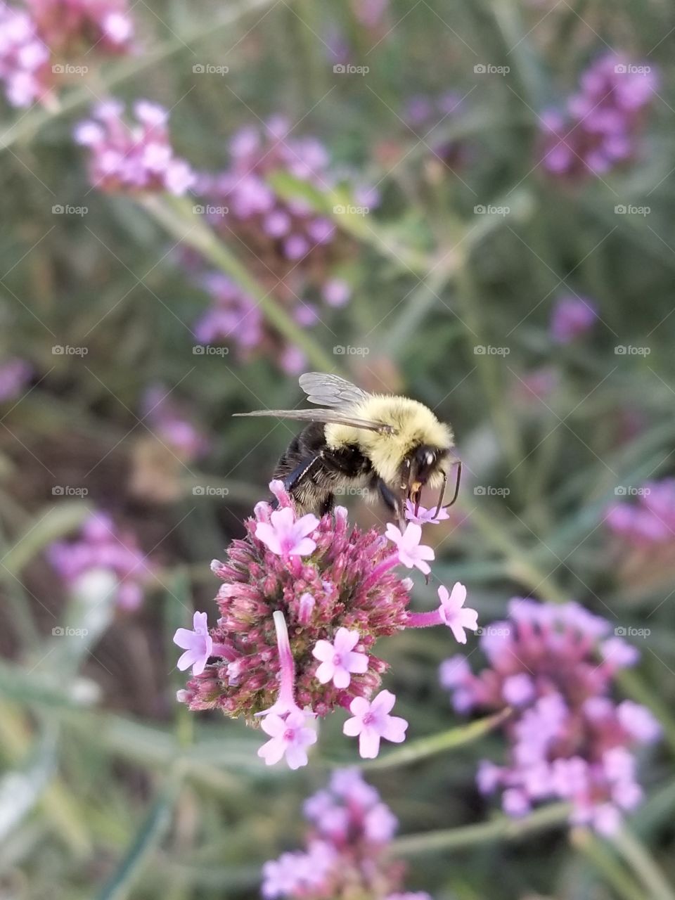 Bee in the garden