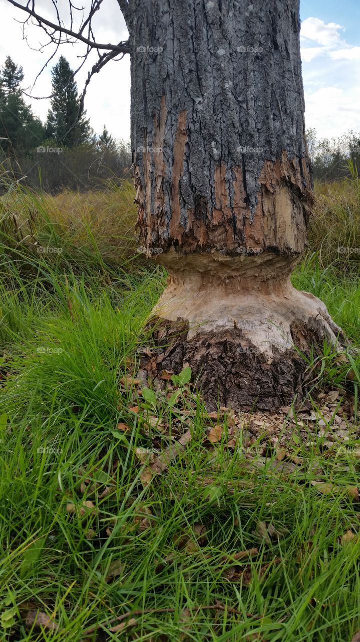 Beaver Tree