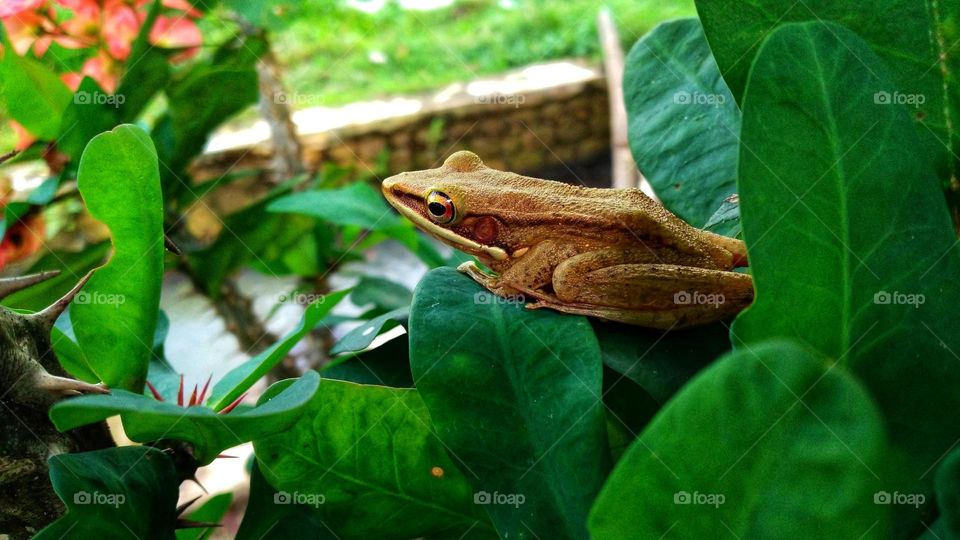 This pond frog is perched on a leaf