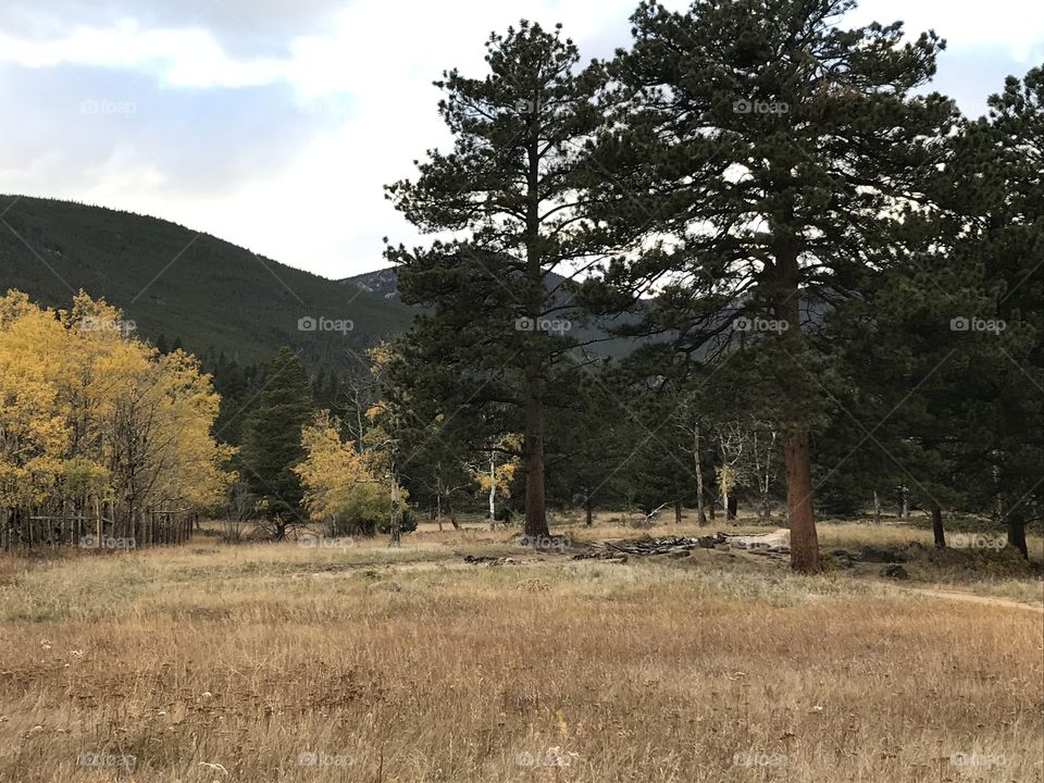 Rocky Mountain National Park - field with trees 