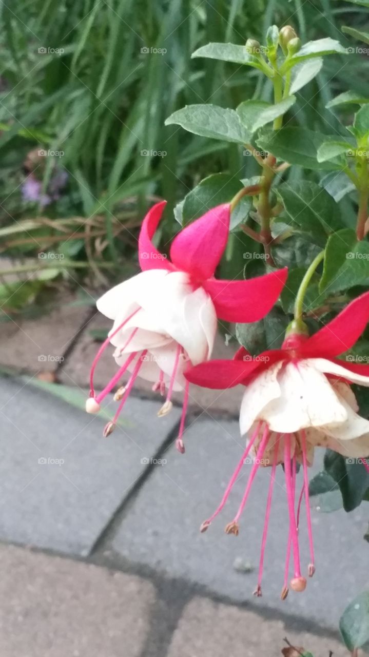 Fuchsias. Just enjoying my patio plants
