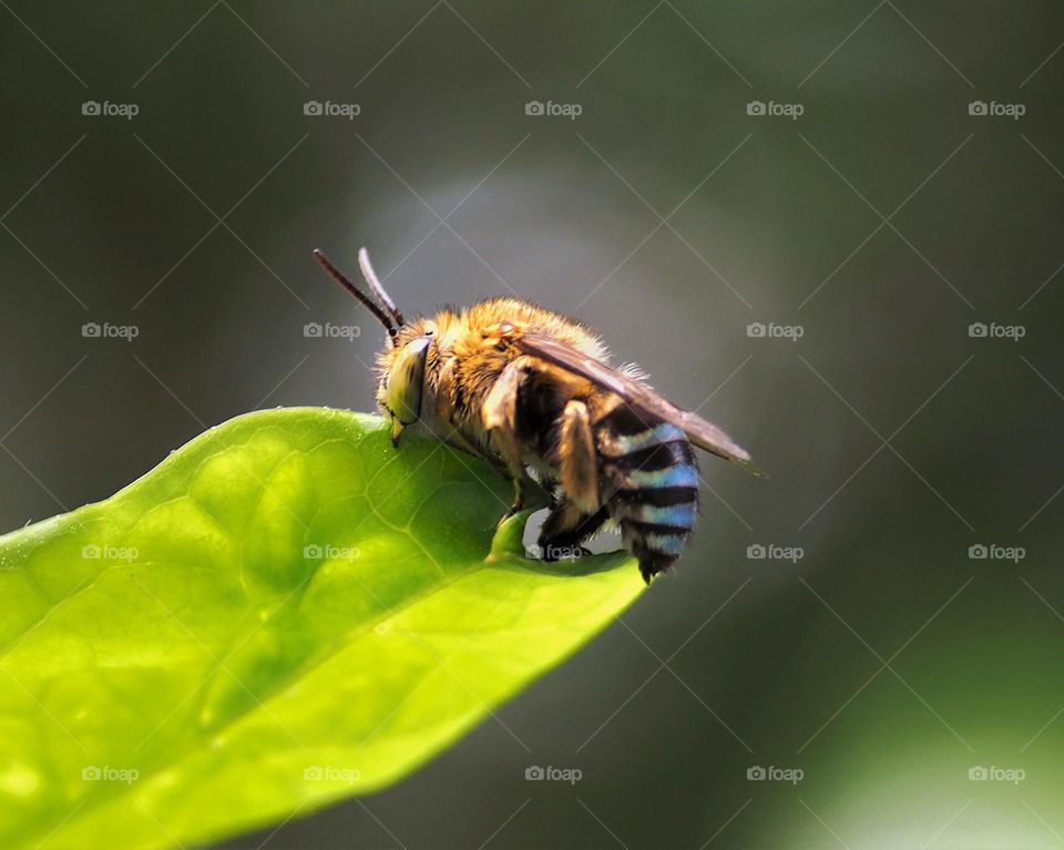 cutter bee