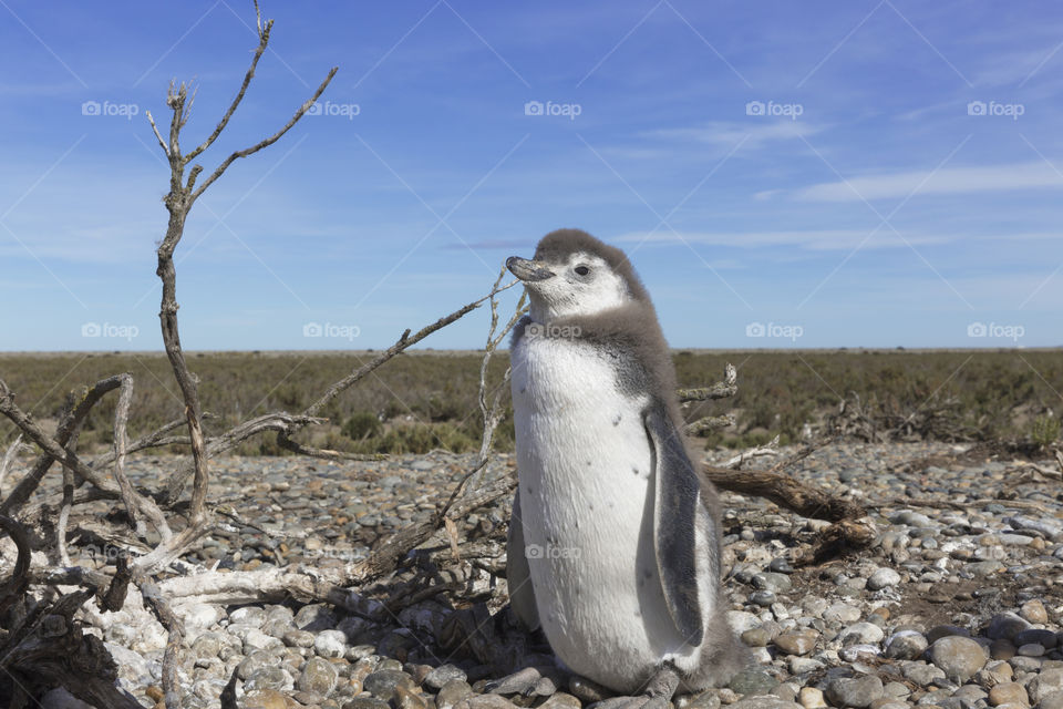 Pinguenera Faro Cabo Virgenes.