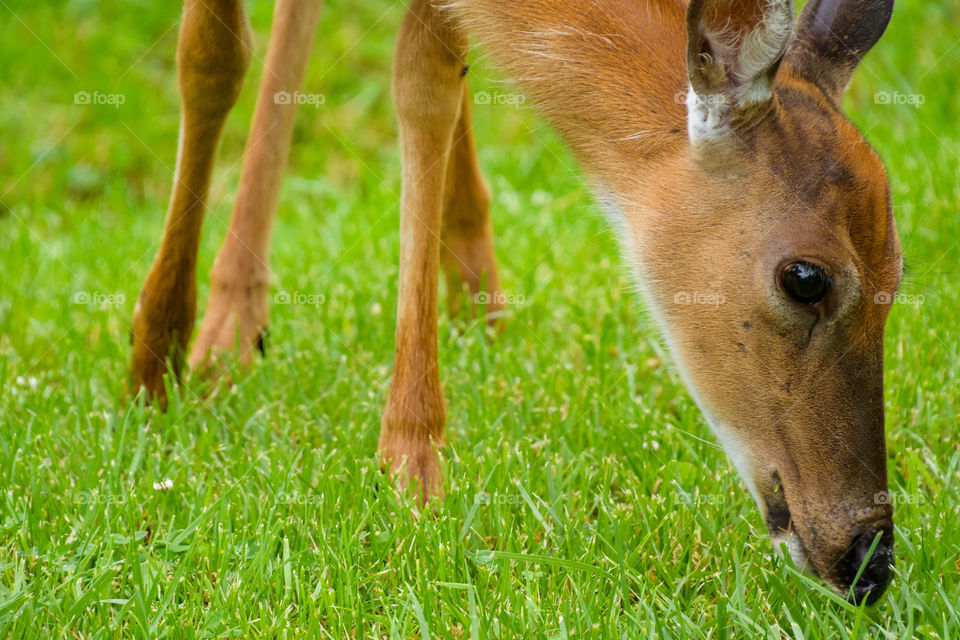 A picture up close I took of a young deer from a low point of view using as close to the rule of thirds as I possibly could. 