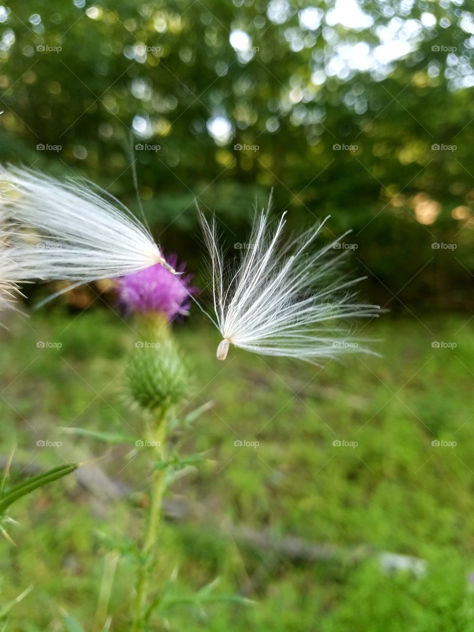 Thistle Seed on Wind