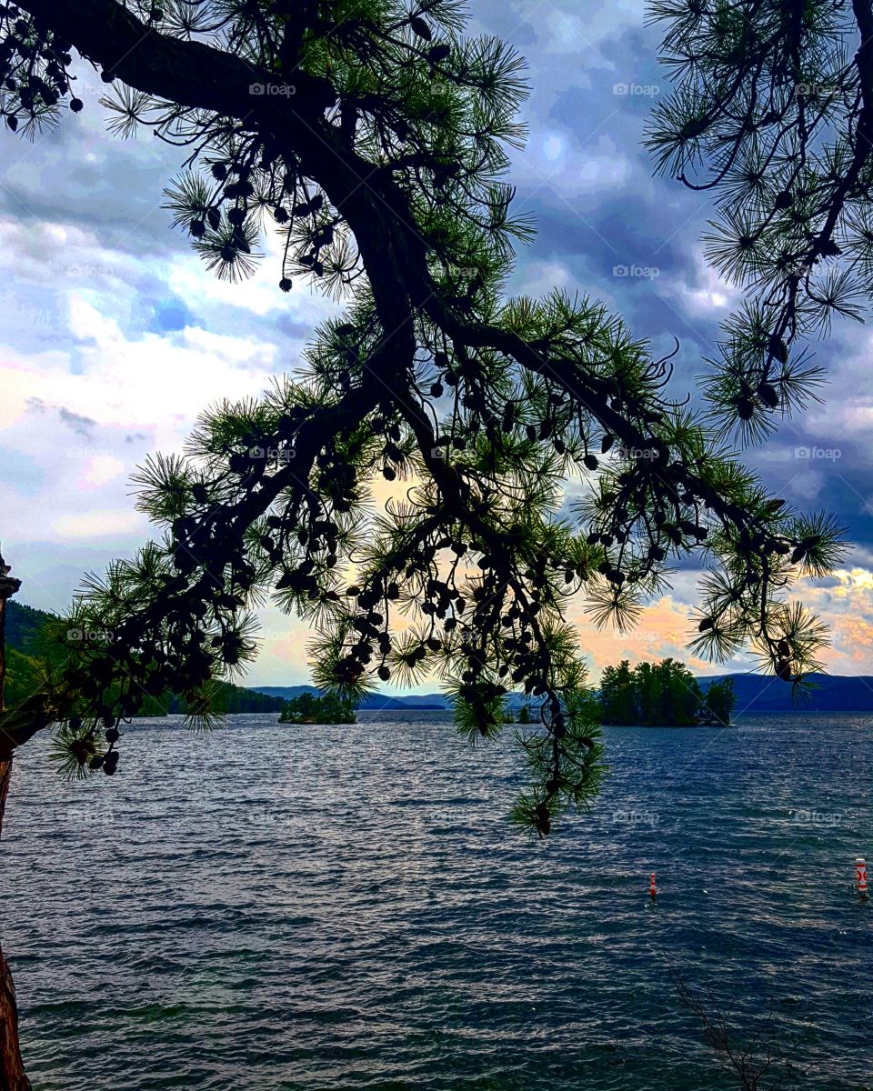 Close-up of tree branch near sea