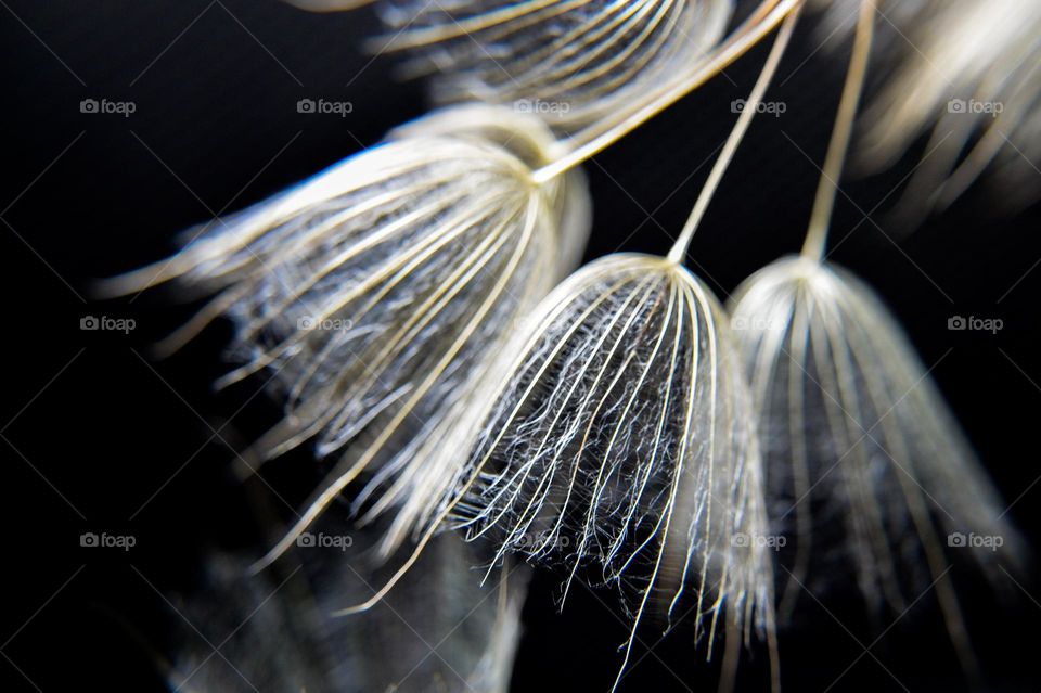 Dandelion, closeup
