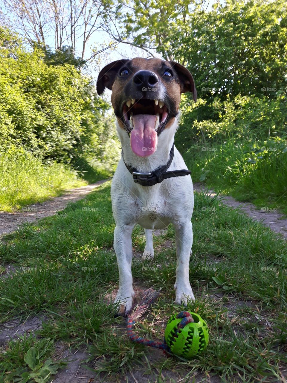 my litten Gameboy monster