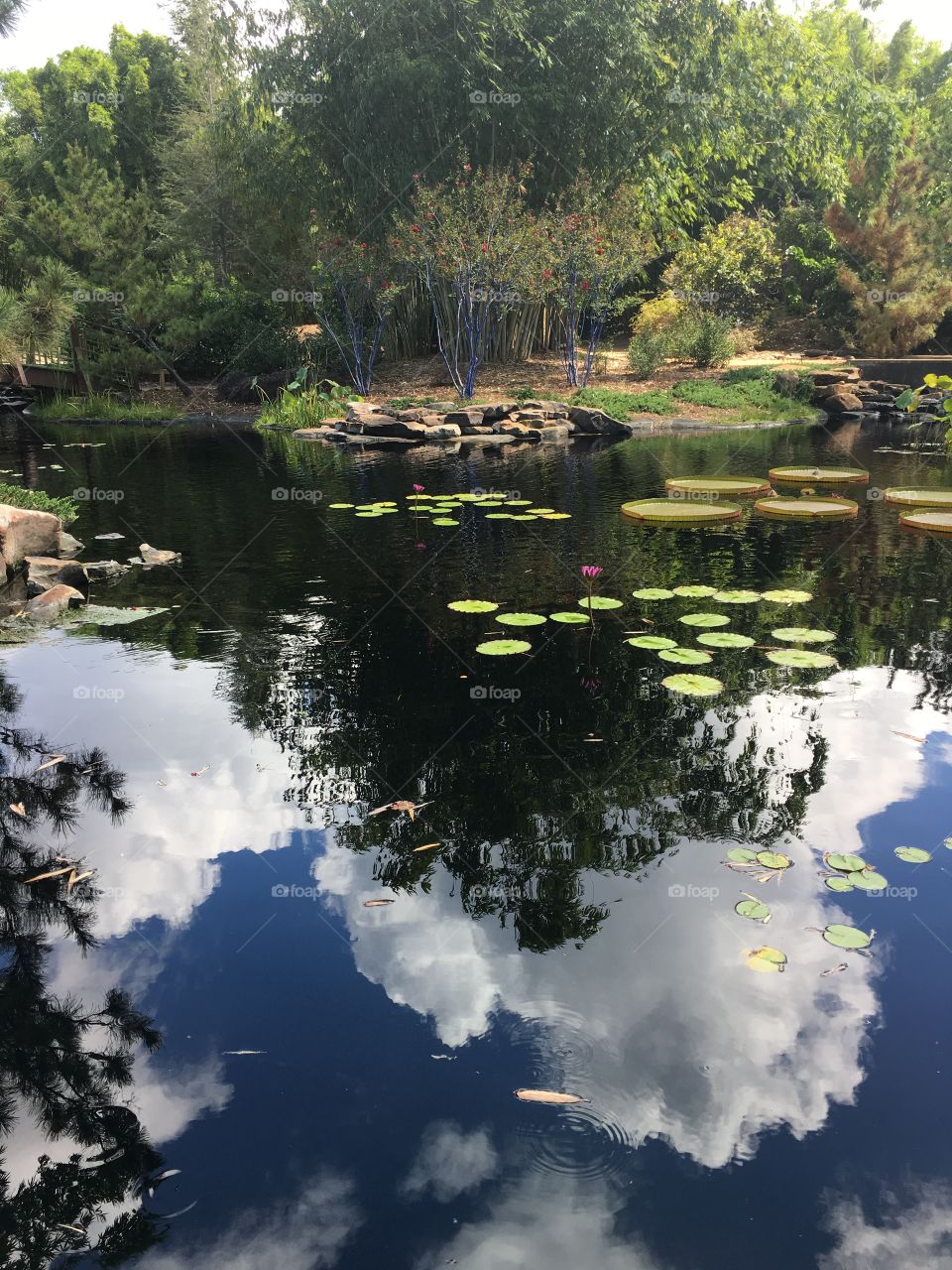 Pond water
