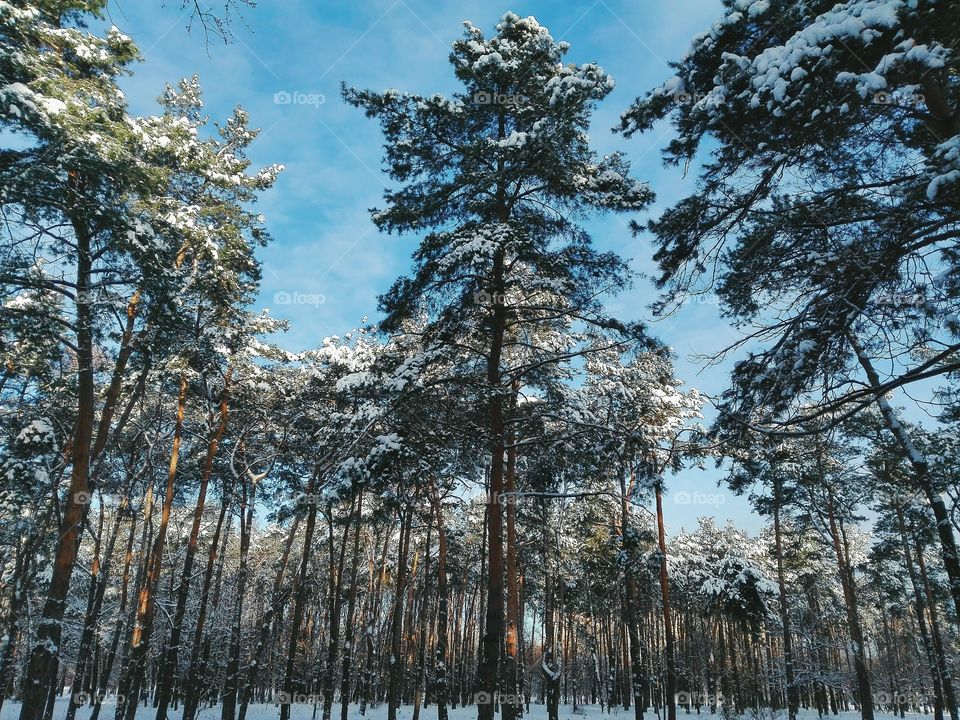 Winter in the fairy forest, winter 2016