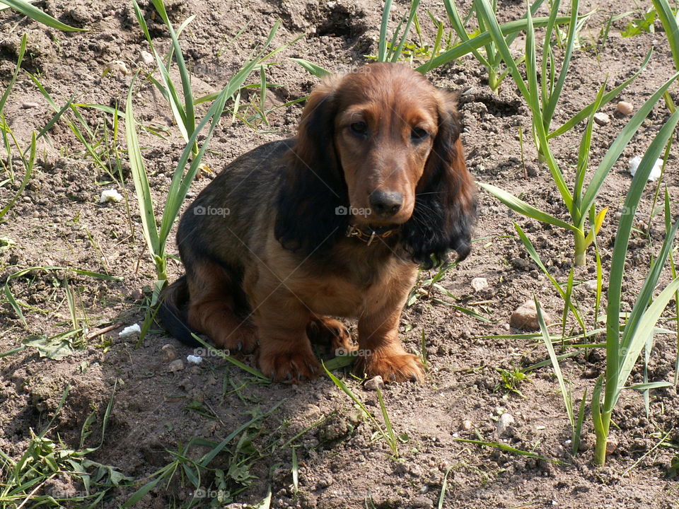 brown long-haired dog. dachshund