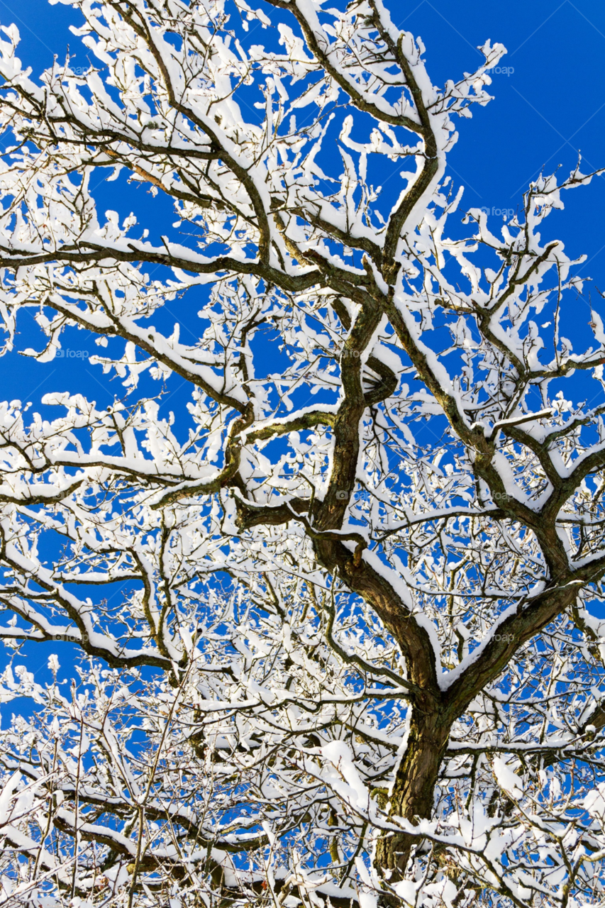 snow winter tree cold by j.rickard