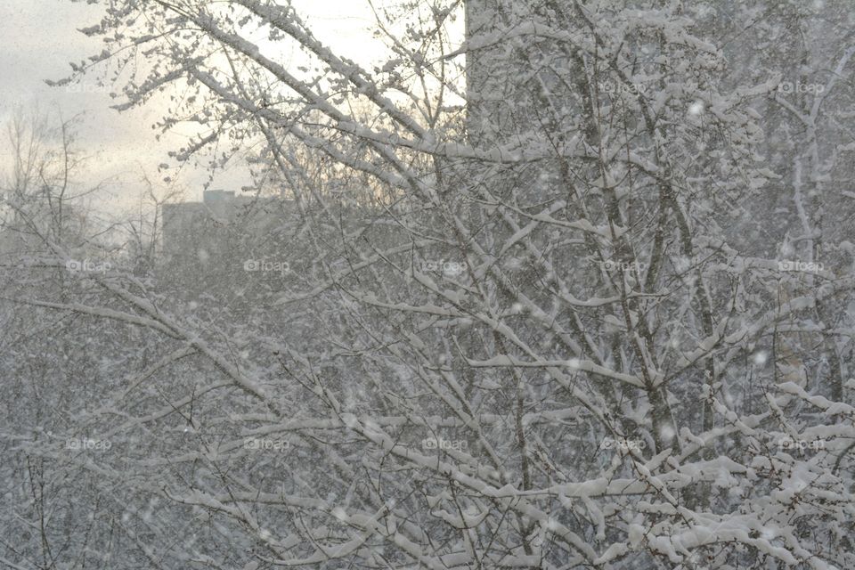 Winter, Frost, Tree, Desktop, Season