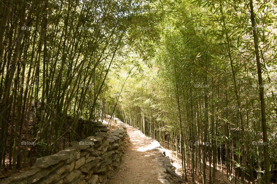 Bamboo path in the Zilker Botanical Gardens in Austin, Texas. 