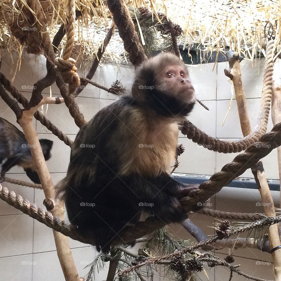 Cute little monkey. Caught this little fella posing in Edinburgh Zoo