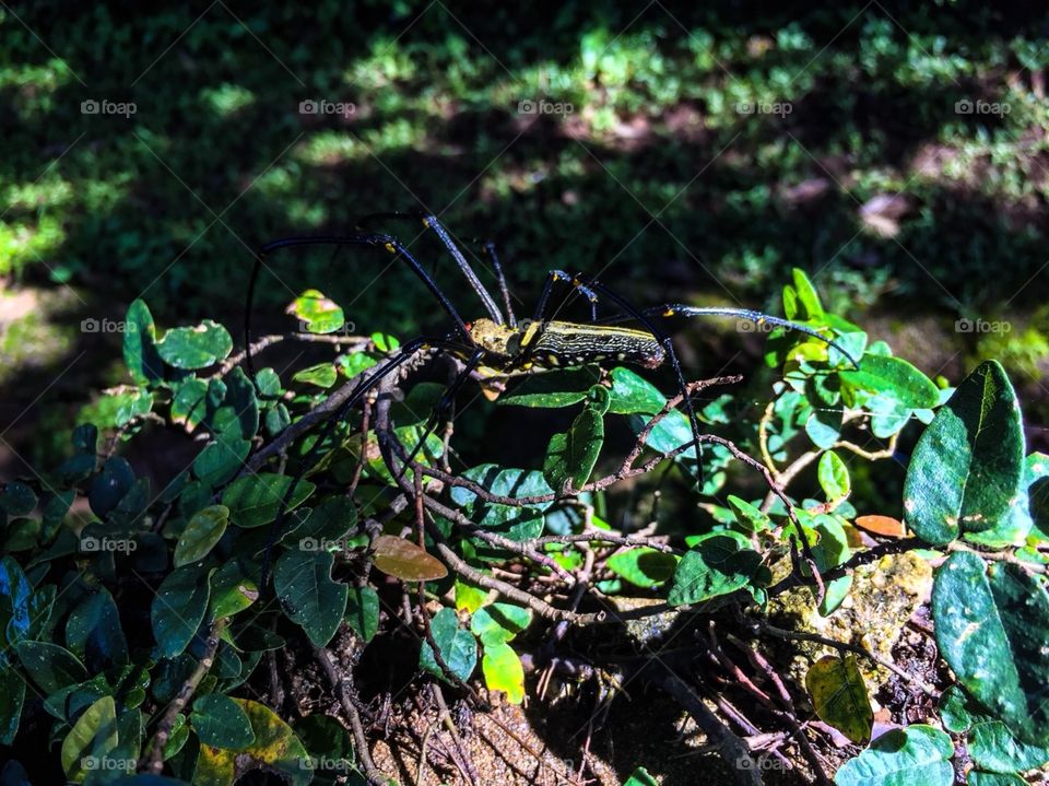 A small thing in the jungle