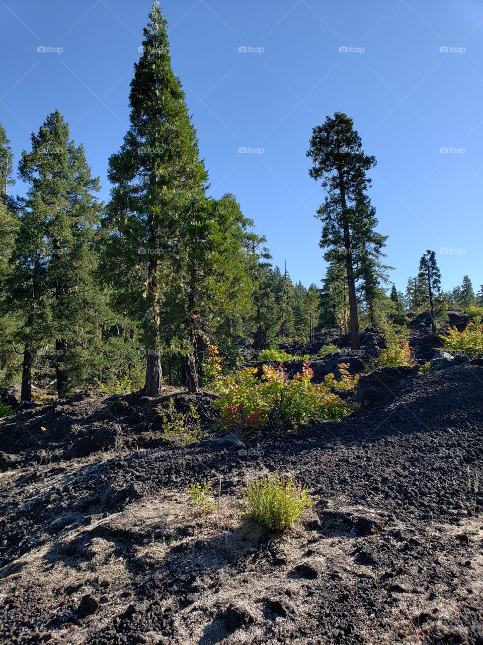 Hardened lava rock covers the forest floor among the fir trees and bushes on a sunny summer morning in Western Oregon. 