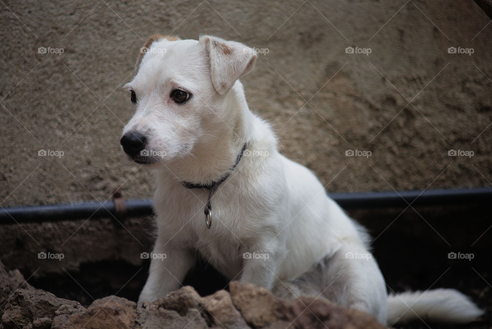 Whitty esperando que le abran el grifo del agua. 