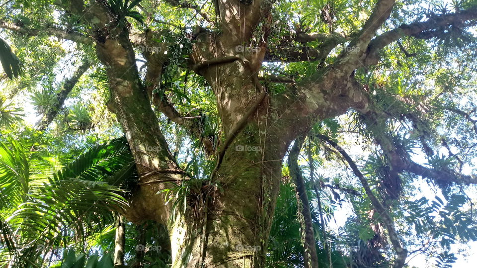 Tronco Árvore 60 anos