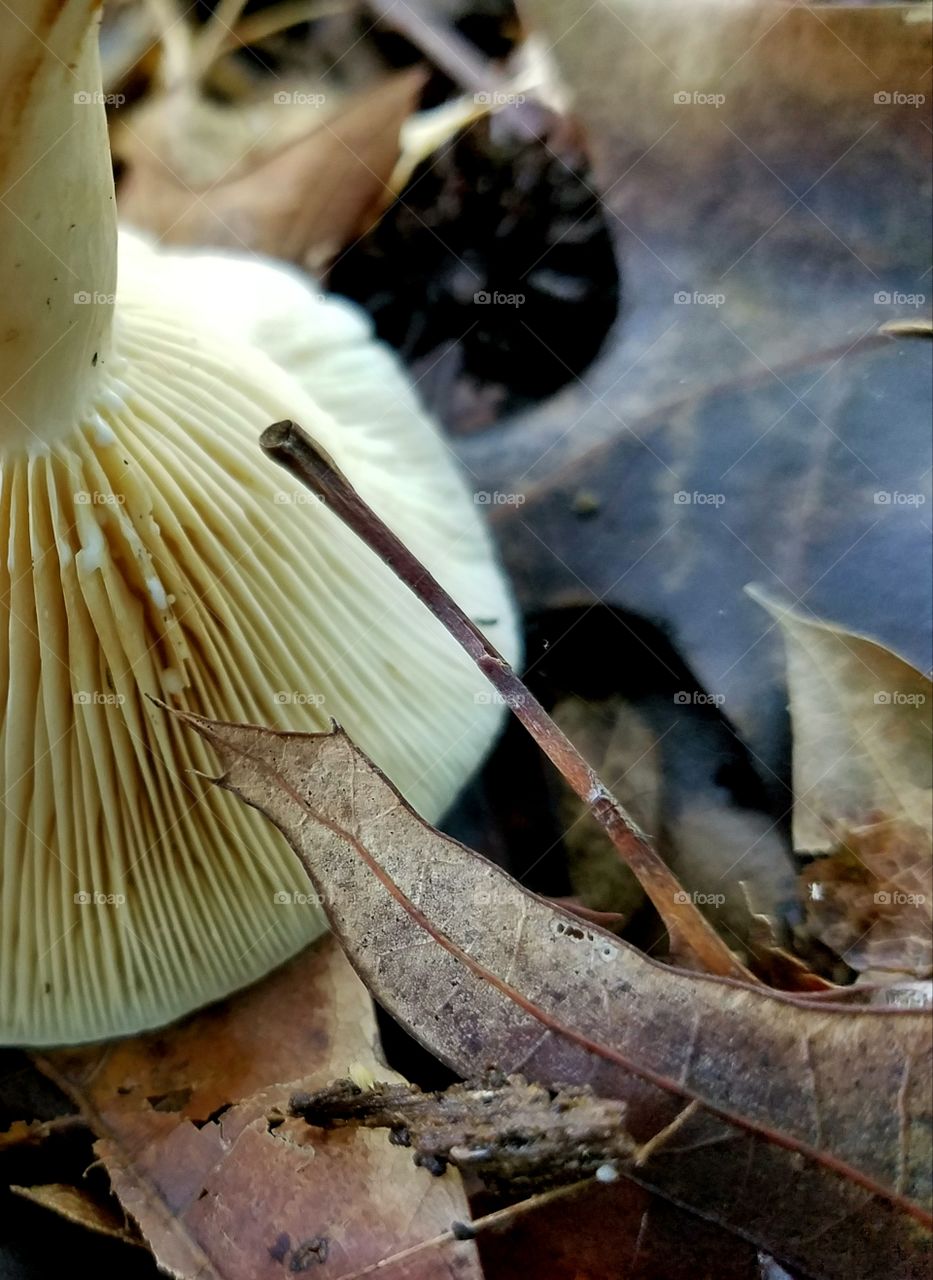 textures of mudhrooms and leaves.