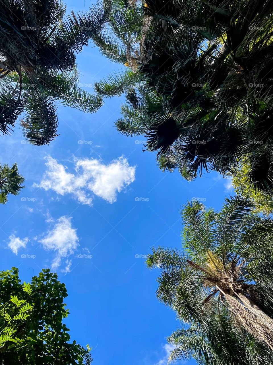 A view of the sky through the leaves of a tree.