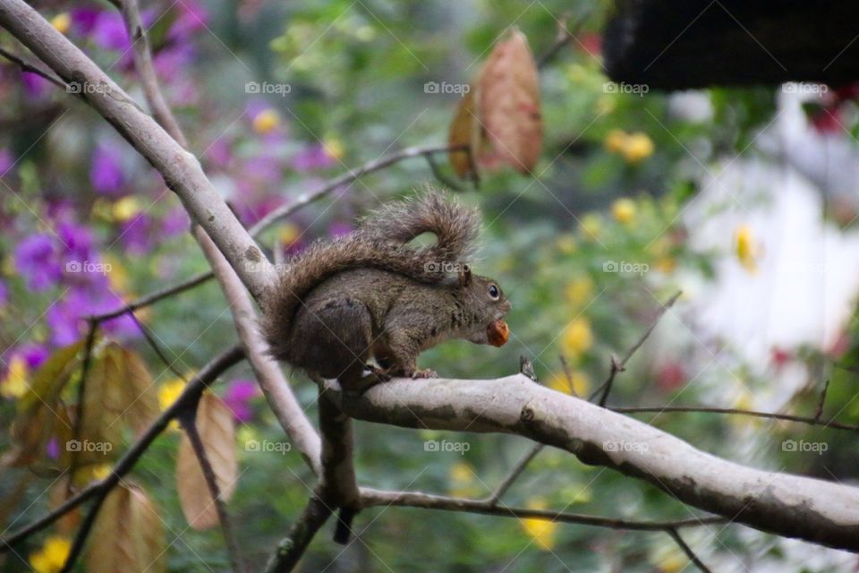 Brazilian squirrel eating a fruit in early spring 