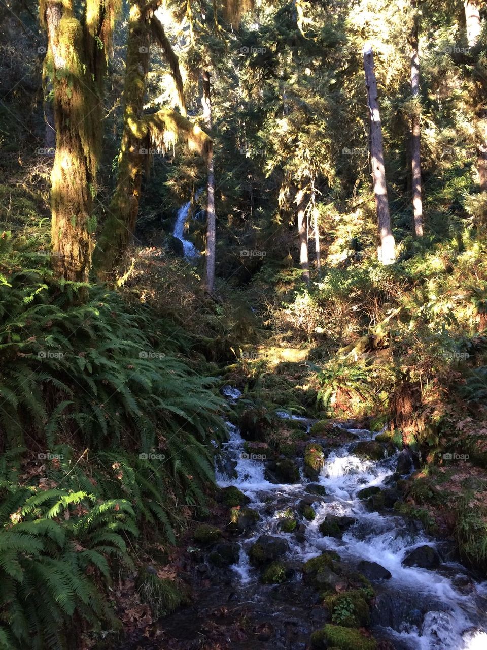Waterfall in the Hoh Rainforest 