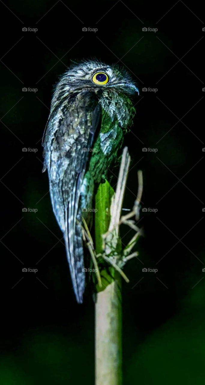 the bird that looks like a broken branch