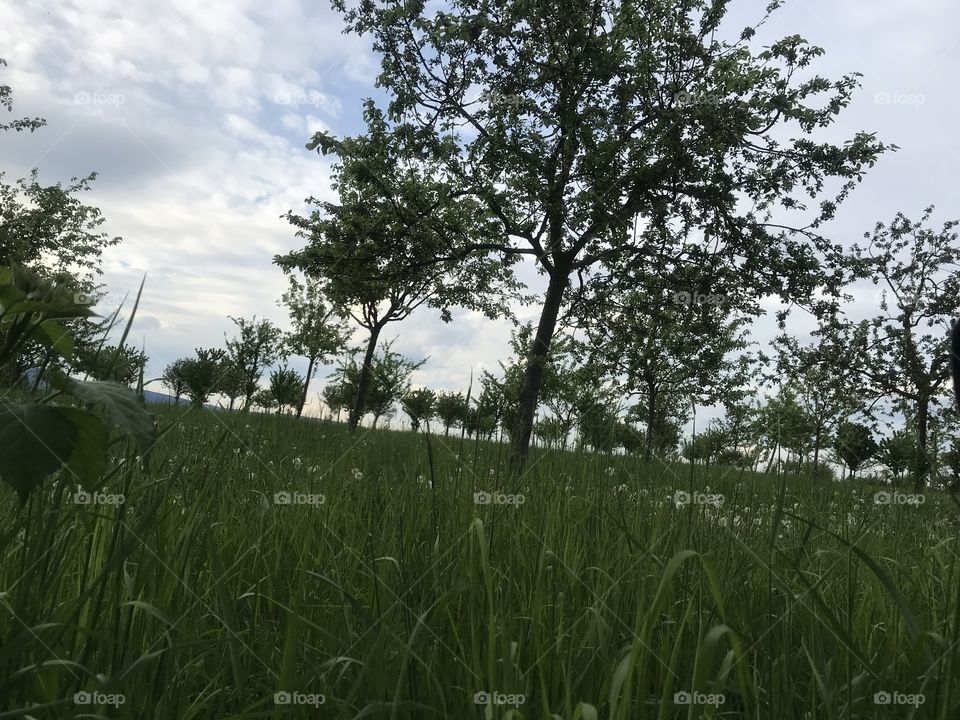 Grass and trees 